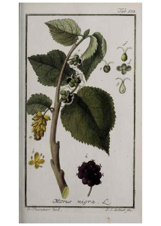 Reproducción/Reproduction 47179206721: Icones plantarum medicinalium.. Nürnberg :auf Kosten der Raspischen Buchhandlung,1779-1790. 