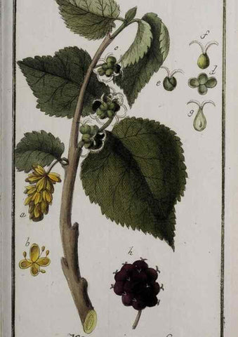 Reproducción/Reproduction 47179206721: Icones plantarum medicinalium.. Nürnberg :auf Kosten der Raspischen Buchhandlung,1779-1790. 