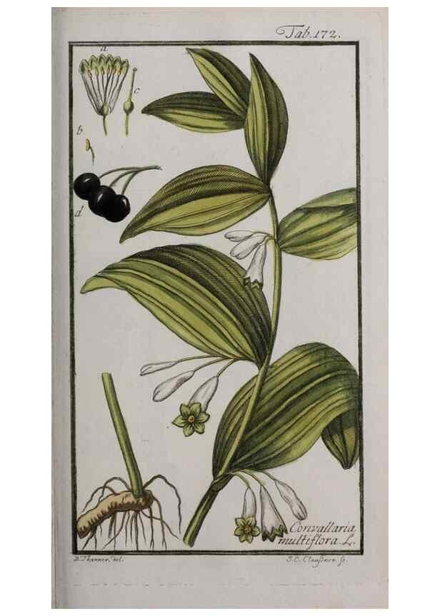 Reproducción/Reproduction 46455702704: Icones plantarum medicinalium.. Nürnberg :auf Kosten der Raspischen Buchhandlung,1779-1790. 