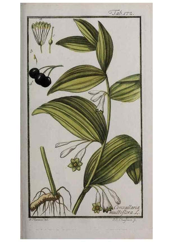 Reproducción/Reproduction 46455702704: Icones plantarum medicinalium.. Nürnberg :auf Kosten der Raspischen Buchhandlung,1779-1790. 