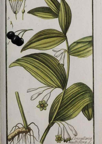 Reproducción/Reproduction 46455702704: Icones plantarum medicinalium.. Nürnberg :auf Kosten der Raspischen Buchhandlung,1779-1790. 