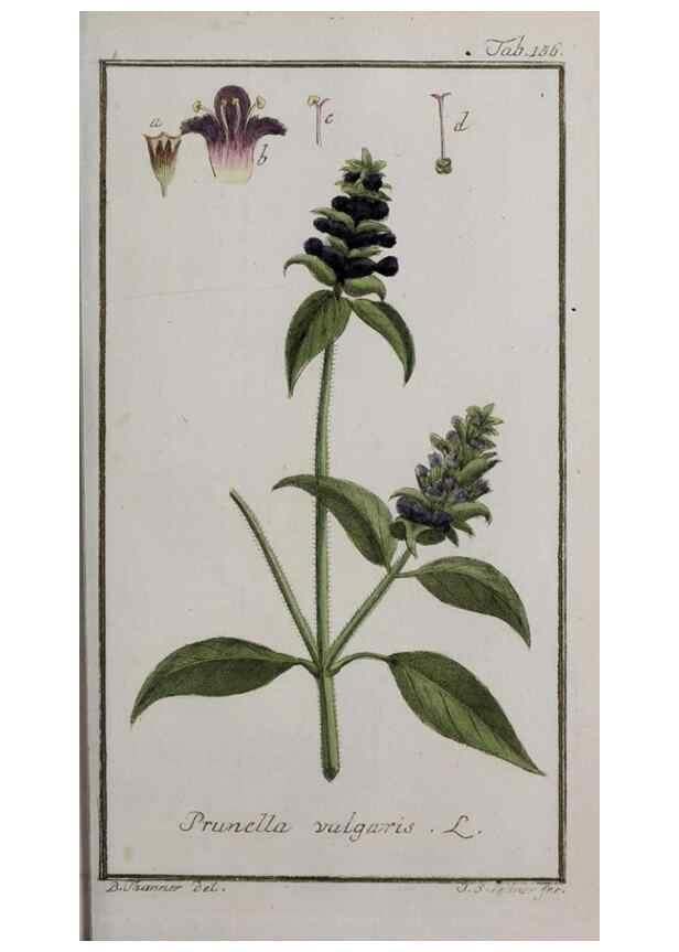 Reproducción/Reproduction 40214361303: Icones plantarum medicinalium.. Nürnberg :auf Kosten der Raspischen Buchhandlung,1779-1790. 
