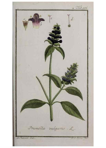Reproducción/Reproduction 40214361303: Icones plantarum medicinalium.. Nürnberg :auf Kosten der Raspischen Buchhandlung,1779-1790. 