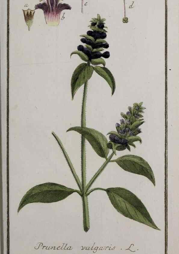 Reproducción/Reproduction 40214361303: Icones plantarum medicinalium.. Nürnberg :auf Kosten der Raspischen Buchhandlung,1779-1790. 
