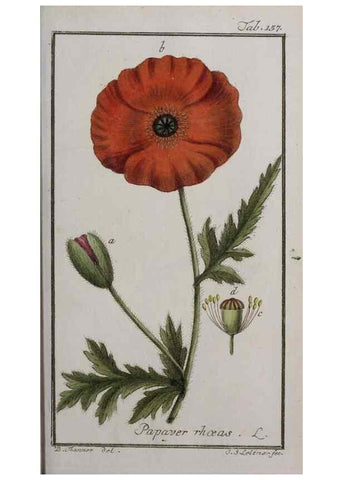 Reproducción/Reproduction 40214362023: Icones plantarum medicinalium.. Nürnberg :auf Kosten der Raspischen Buchhandlung,1779-1790. 