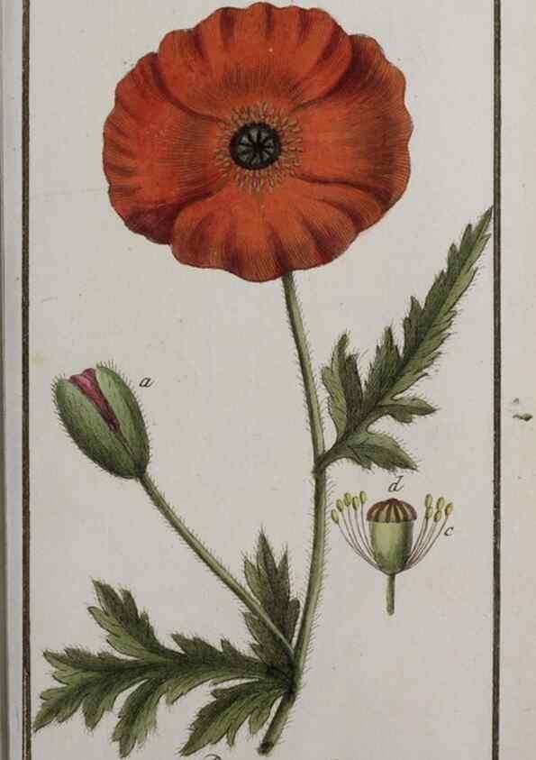 Reproducción/Reproduction 40214362023: Icones plantarum medicinalium.. Nürnberg :auf Kosten der Raspischen Buchhandlung,1779-1790. 