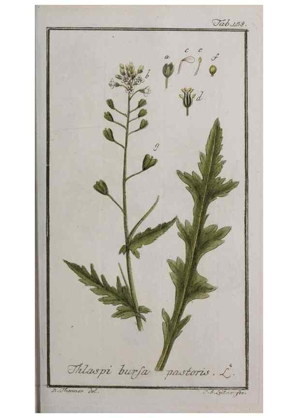 Reproducción/Reproduction 33303949288: Icones plantarum medicinalium.. Nürnberg :auf Kosten der Raspischen Buchhandlung,1779-1790. 