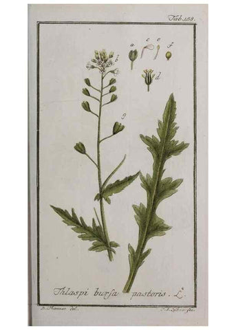 Reproducción/Reproduction 33303949288: Icones plantarum medicinalium.. Nürnberg :auf Kosten der Raspischen Buchhandlung,1779-1790. 