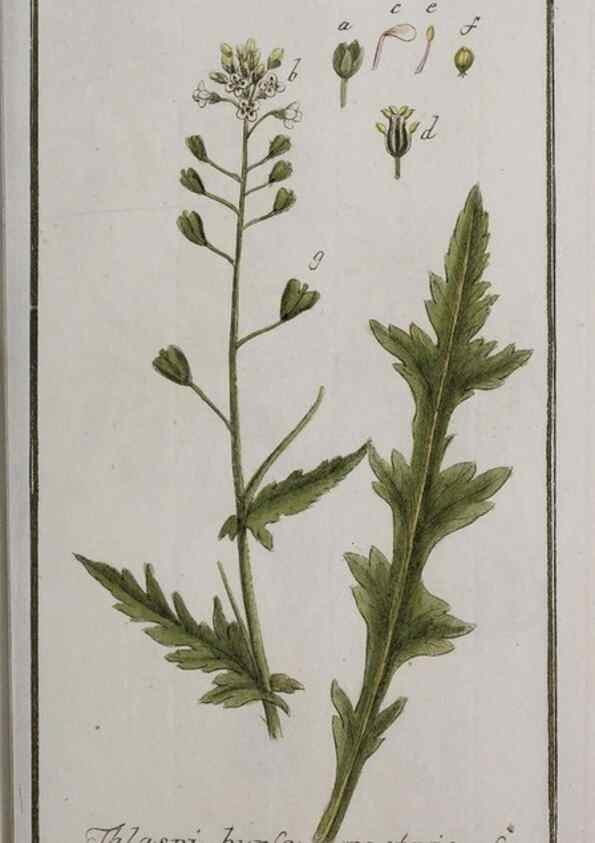 Reproducción/Reproduction 33303949288: Icones plantarum medicinalium.. Nürnberg :auf Kosten der Raspischen Buchhandlung,1779-1790. 