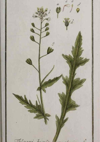 Reproducción/Reproduction 33303949288: Icones plantarum medicinalium.. Nürnberg :auf Kosten der Raspischen Buchhandlung,1779-1790. 