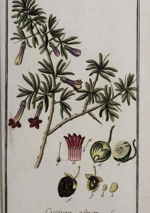 Reproducción/Reproduction 47179197781: Icones plantarum medicinalium.. Nürnberg :auf Kosten der Raspischen Buchhandlung,1779-1790. 