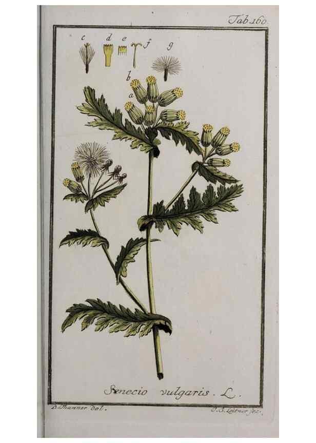 Reproducción/Reproduction 32237454567: Icones plantarum medicinalium.. Nürnberg :auf Kosten der Raspischen Buchhandlung,1779-1790. 