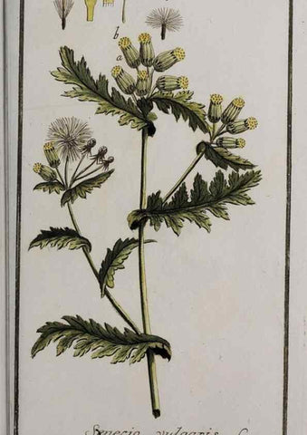 Reproducción/Reproduction 32237454567: Icones plantarum medicinalium.. Nürnberg :auf Kosten der Raspischen Buchhandlung,1779-1790. 