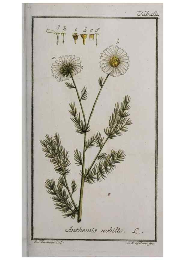Reproducción/Reproduction 47127381942: Icones plantarum medicinalium.. Nürnberg :auf Kosten der Raspischen Buchhandlung,1779-1790. 