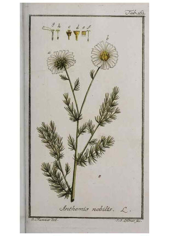 Reproducción/Reproduction 47127381942: Icones plantarum medicinalium.. Nürnberg :auf Kosten der Raspischen Buchhandlung,1779-1790. 