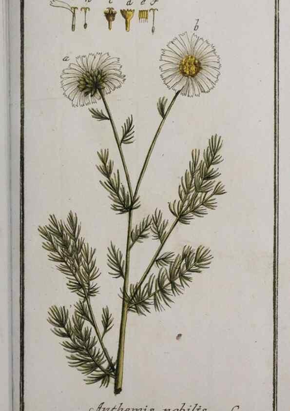 Reproducción/Reproduction 47127381942: Icones plantarum medicinalium.. Nürnberg :auf Kosten der Raspischen Buchhandlung,1779-1790. 