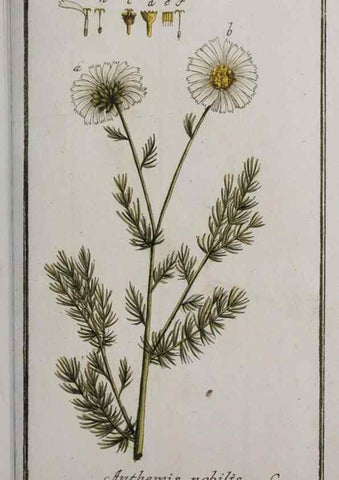 Reproducción/Reproduction 47127381942: Icones plantarum medicinalium.. Nürnberg :auf Kosten der Raspischen Buchhandlung,1779-1790. 