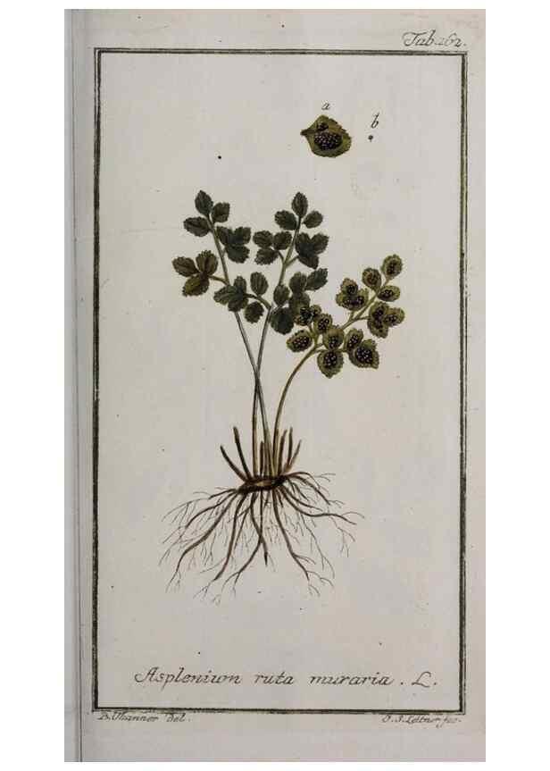 Reproducción/Reproduction 33303952378: Icones plantarum medicinalium.. Nürnberg :auf Kosten der Raspischen Buchhandlung,1779-1790. 