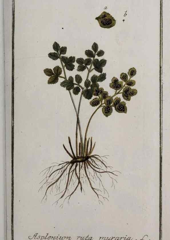 Reproducción/Reproduction 33303952378: Icones plantarum medicinalium.. Nürnberg :auf Kosten der Raspischen Buchhandlung,1779-1790. 