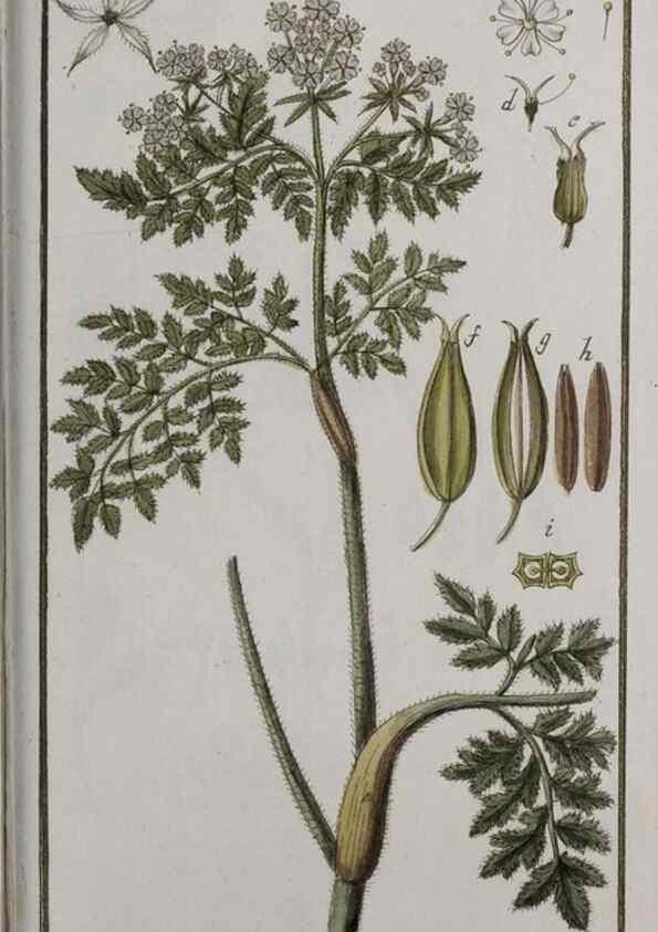 Reproducción/Reproduction 46265057995: Icones plantarum medicinalium.. Nürnberg :auf Kosten der Raspischen Buchhandlung,1779-1790. 