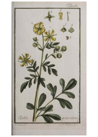 Reproducción/Reproduction 40214366883: Icones plantarum medicinalium.. Nürnberg :auf Kosten der Raspischen Buchhandlung,1779-1790. 