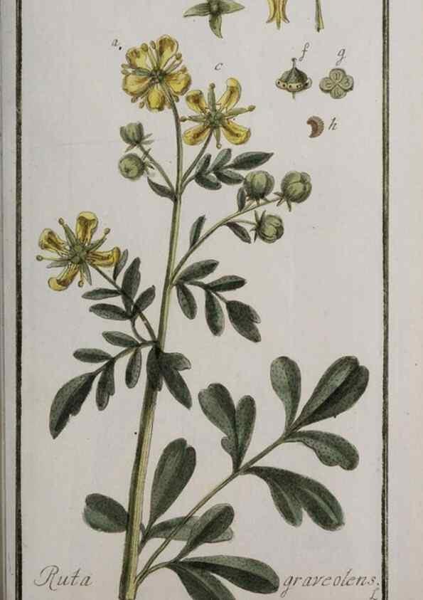 Reproducción/Reproduction 40214366883: Icones plantarum medicinalium.. Nürnberg :auf Kosten der Raspischen Buchhandlung,1779-1790. 