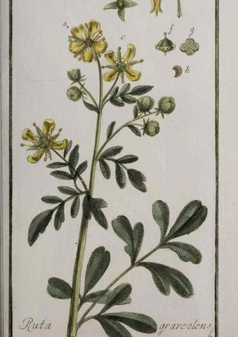 Reproducción/Reproduction 40214366883: Icones plantarum medicinalium.. Nürnberg :auf Kosten der Raspischen Buchhandlung,1779-1790. 