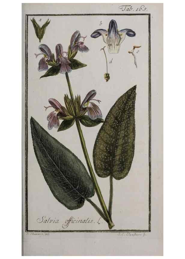 Reproducción/Reproduction 47179202191: Icones plantarum medicinalium.. Nürnberg :auf Kosten der Raspischen Buchhandlung,1779-1790. 