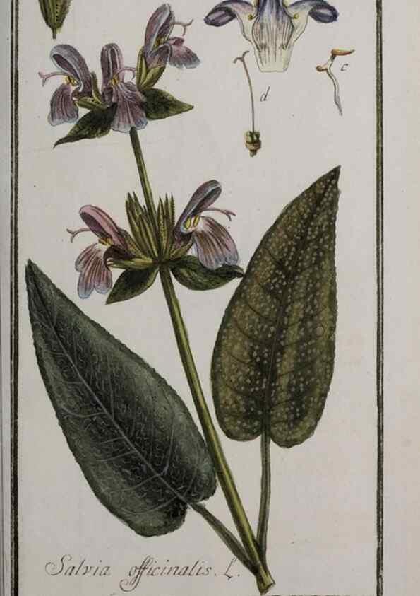 Reproducción/Reproduction 47179202191: Icones plantarum medicinalium.. Nürnberg :auf Kosten der Raspischen Buchhandlung,1779-1790. 