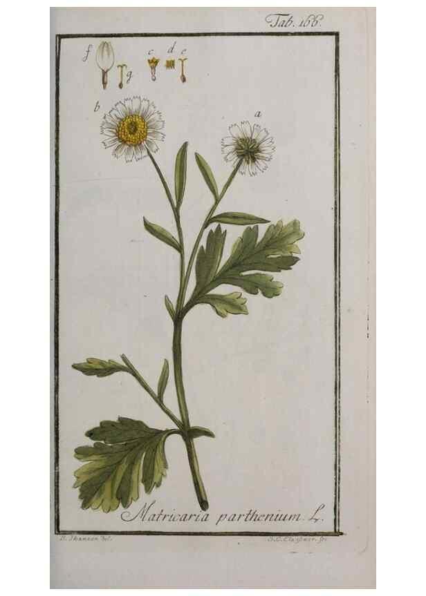 Reproducción/Reproduction 40214367893: Icones plantarum medicinalium.. Nürnberg :auf Kosten der Raspischen Buchhandlung,1779-1790. 