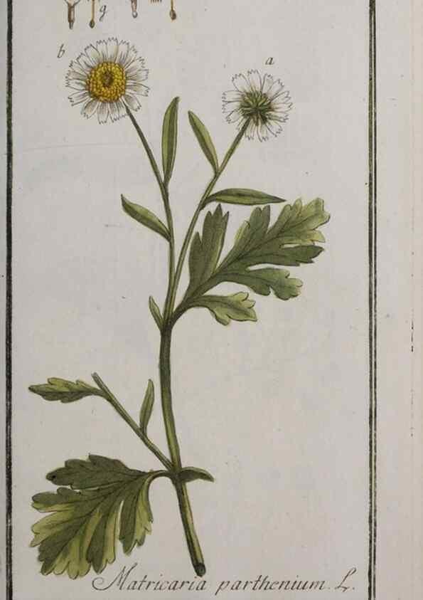 Reproducción/Reproduction 40214367893: Icones plantarum medicinalium.. Nürnberg :auf Kosten der Raspischen Buchhandlung,1779-1790. 