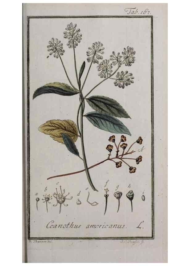 Reproducción/Reproduction 47127385842: Icones plantarum medicinalium.. Nürnberg :auf Kosten der Raspischen Buchhandlung,1779-1790. 