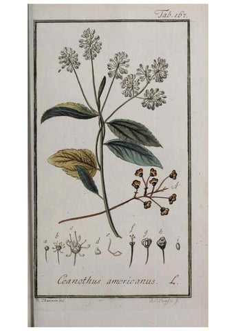 Reproducción/Reproduction 47127385842: Icones plantarum medicinalium.. Nürnberg :auf Kosten der Raspischen Buchhandlung,1779-1790. 
