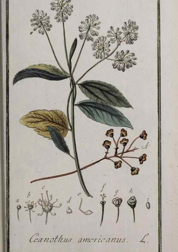 Reproducción/Reproduction 47127385842: Icones plantarum medicinalium.. Nürnberg :auf Kosten der Raspischen Buchhandlung,1779-1790. 