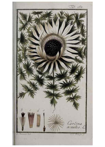 Reproducción/Reproduction 47179203931: Icones plantarum medicinalium.. Nürnberg :auf Kosten der Raspischen Buchhandlung,1779-1790. 