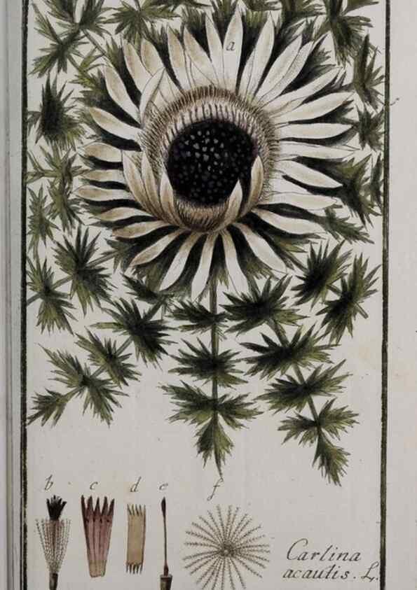 Reproducción/Reproduction 47179203931: Icones plantarum medicinalium.. Nürnberg :auf Kosten der Raspischen Buchhandlung,1779-1790. 