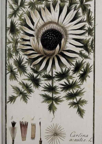 Reproducción/Reproduction 47179203931: Icones plantarum medicinalium.. Nürnberg :auf Kosten der Raspischen Buchhandlung,1779-1790. 