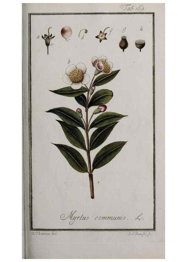 Reproducción/Reproduction 46455700874: Icones plantarum medicinalium.. Nürnberg :auf Kosten der Raspischen Buchhandlung,1779-1790. 