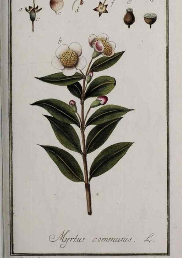 Reproducción/Reproduction 46455700874: Icones plantarum medicinalium.. Nürnberg :auf Kosten der Raspischen Buchhandlung,1779-1790. 