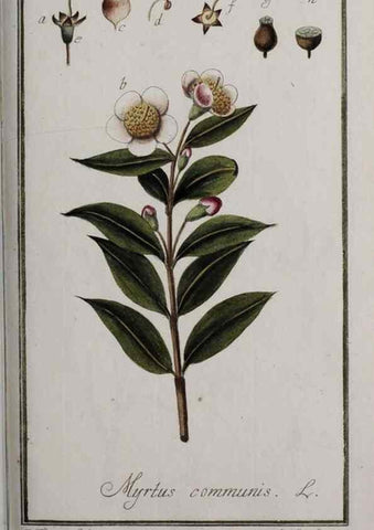 Reproducción/Reproduction 46455700874: Icones plantarum medicinalium.. Nürnberg :auf Kosten der Raspischen Buchhandlung,1779-1790. 