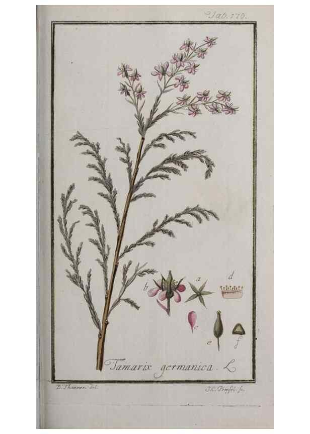 Reproducción/Reproduction 32237460357: Icones plantarum medicinalium.. Nürnberg :auf Kosten der Raspischen Buchhandlung,1779-1790. 