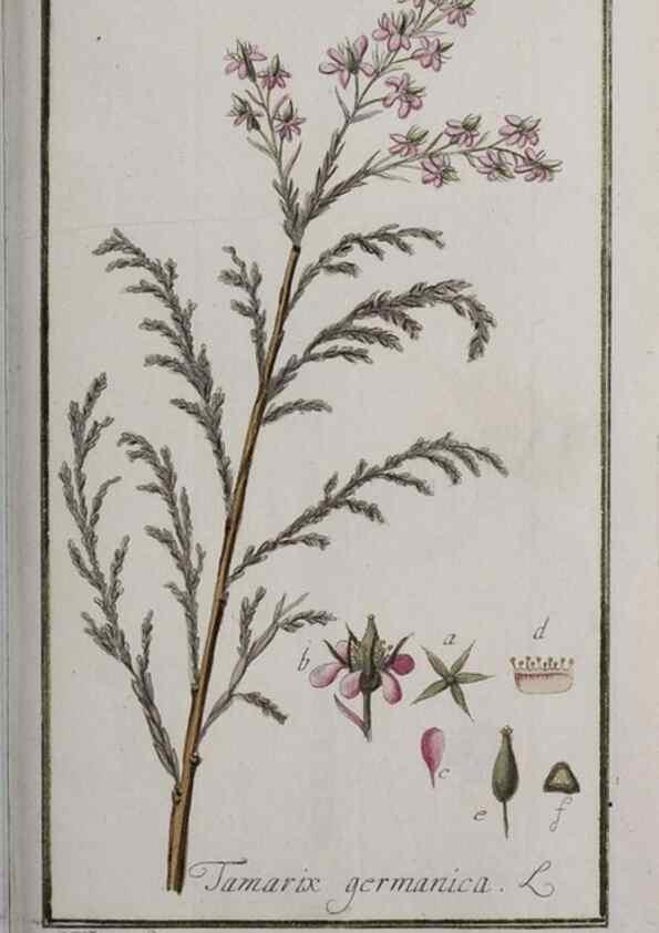 Reproducción/Reproduction 32237460357: Icones plantarum medicinalium.. Nürnberg :auf Kosten der Raspischen Buchhandlung,1779-1790. 