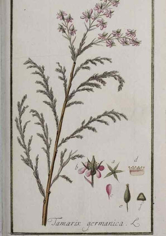 Reproducción/Reproduction 32237460357: Icones plantarum medicinalium.. Nürnberg :auf Kosten der Raspischen Buchhandlung,1779-1790. 