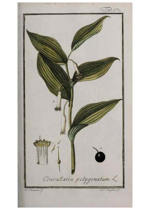 Reproducción/Reproduction 46455702124: Icones plantarum medicinalium.. Nürnberg :auf Kosten der Raspischen Buchhandlung,1779-1790. 