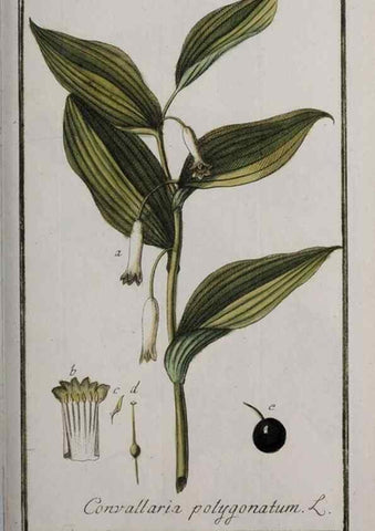 Reproducción/Reproduction 46455702124: Icones plantarum medicinalium.. Nürnberg :auf Kosten der Raspischen Buchhandlung,1779-1790. 