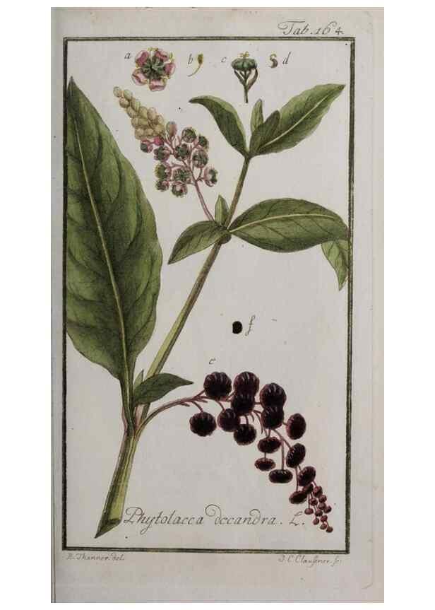 Reproducción/Reproduction 40214367393: Icones plantarum medicinalium.. Nürnberg :auf Kosten der Raspischen Buchhandlung,1779-1790. 