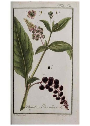 Reproducción/Reproduction 40214367393: Icones plantarum medicinalium.. Nürnberg :auf Kosten der Raspischen Buchhandlung,1779-1790. 