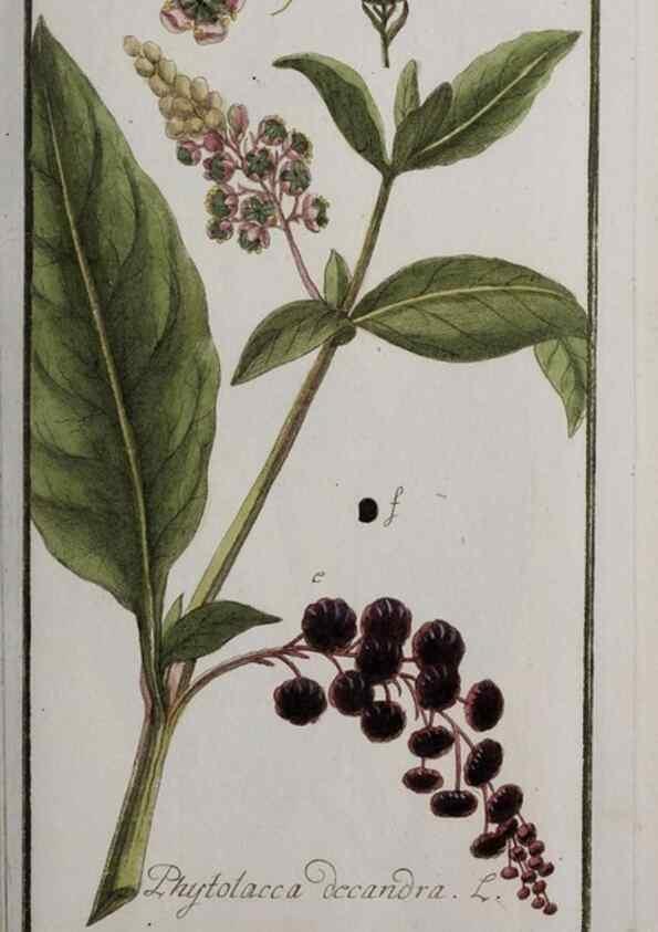 Reproducción/Reproduction 40214367393: Icones plantarum medicinalium.. Nürnberg :auf Kosten der Raspischen Buchhandlung,1779-1790. 