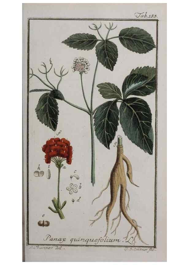 Reproducción/Reproduction 47127378032: Icones plantarum medicinalium.. Nürnberg :auf Kosten der Raspischen Buchhandlung,1779-1790. 