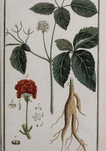 Reproducción/Reproduction 47127378032: Icones plantarum medicinalium.. Nürnberg :auf Kosten der Raspischen Buchhandlung,1779-1790. 